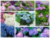 Hạt Giống Hoa Cẩm Tú Cầu Mix Màu
