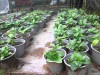 Hạt Giống Hoa Cẩm Tú Cầu Mix Màu