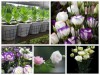 Hạt Giống Hoa Cát Tường