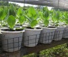 Hạt Giống Hoa Cát Tường