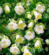 Hạt Giống Hoa Chuông Lùn Mix Màu