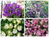 Hạt Giống Hoa Chuông Lùn Mix Màu