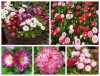 Hạt giống hoa cúc Anh Belli mix màu