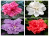 Hạt Giống Hoa Dâm Bụt Kép