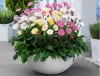 Hạt giống hoa đồng tiền mix màu