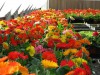 Hạt giống hoa đồng tiền mix màu