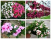 Hạt giống hoa dừa cạn cánh đơn