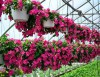 Hạt giống hoa dừa cạn cánh đơn