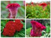 Hạt Giống Hoa Mào Gà Lửa Đỏ F1