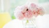 Hạt Giống Hoa Mẫu Đơn Nhiều Màu