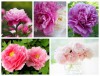 Hạt Giống Hoa Mẫu Đơn Nhiều Màu