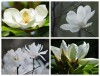 Hạt Giống Hoa Mộc Lan