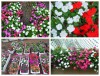 Hạt Giống Hoa Ngọc Thảo