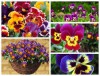 Hạt giống Hoa Pansy Nhún Mix Màu