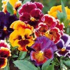 Hạt giống Hoa Pansy Nhún Mix Màu