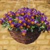 Hạt giống Hoa Pansy Nhún Mix Màu