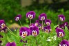 Hạt giống Hoa Pansy Nhún Mix Màu