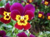 Hạt giống Hoa Pansy Nhún Mix Màu