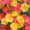 Hạt Giống Hoa Poppy Kép Vàng