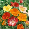 Hạt Giống Hoa Poppy Kép Vàng