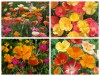 Hạt Giống Hoa Poppy Kép Vàng