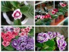 Hạt giống Hoa Tử La Lan mix màu
