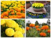 Hạt Giống Hoa Vạn Thọ Cao - Màu Cam TN F1