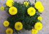 Hạt Giống Hoa Vạn Thọ Lùn - Vàng Chanh TN F1