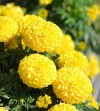Hạt Giống Hoa Vạn Thọ Cao - Màu Cam TN F1