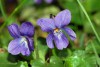 Hạt Giống Hoa Viola Xanh