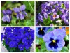 Hạt Giống Hoa Viola Xanh