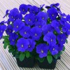 Hạt Giống Hoa Viola Xanh