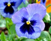 Hạt Giống Hoa Viola Xanh