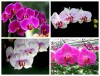 Hạt Giống Lan Hồ Điệp Nhiều Màu