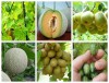Bộ Hạt Giống Quả Ngọt Leo Giàn