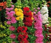 Hạt giống Hoa Mãn Đình Hồng kép mix màu
