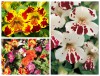 Hạt Giống Hoa Mỹ Hầu Vương Cam Đốm F1
