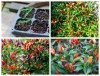Hạt giống Ớt cảnh ngũ sắc