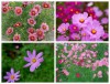 Hạt giống Sao nhái mix màu
