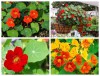 Hạt giống Sen cạn mix màu