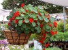 Hạt giống Sen cạn mix màu