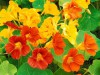 Hạt giống Sen cạn mix màu
