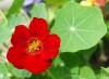 Hạt giống Sen cạn mix màu