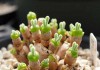 Hạt Giống Cây Tai Thỏ Mix Màu