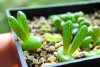 Hạt Giống Cây Tai Thỏ Mix Màu