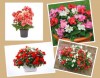 Hạt giống Thu Hải Đường mix màu