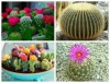 Hạt giống Xương rồng mix màu