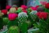 Hạt giống Xương rồng mix màu