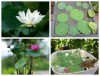 Hạt Giống Sen Mini Nhật Bản - 15 Hạt - Siêu Khuyến Mãi