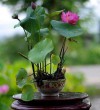 Hạt Giống Sen Mini Nhật Bản - 15 Hạt - Siêu Khuyến Mãi